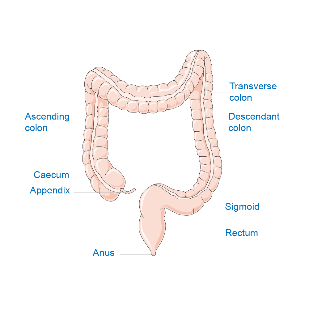 Colon