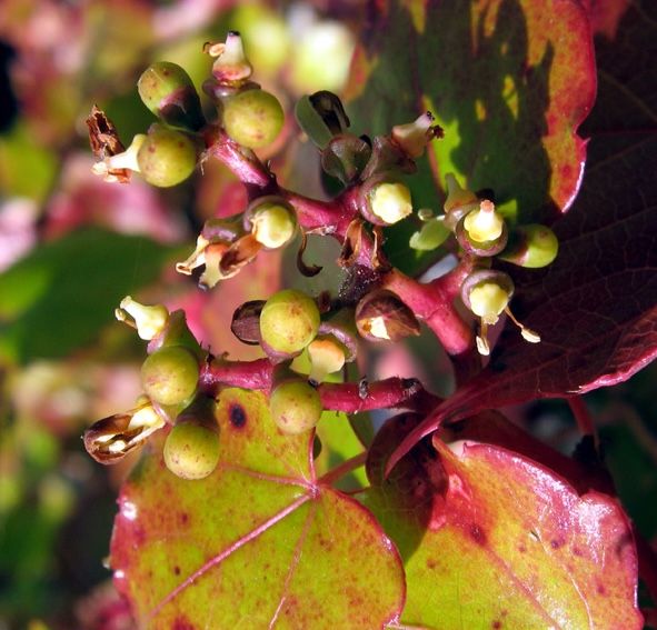 Parthenocissus triscuspudata